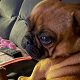 Kutya Francia bulldog