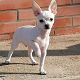 Kutya Chihuahua