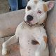 Kutya Staffordshire bullterrier